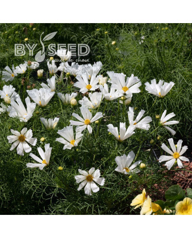 Cosmos nain Pinwheel White