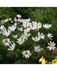 Cosmos nain Pinwheel Pink