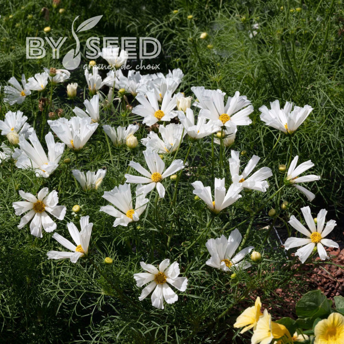 Cosmos nain Pinwheel White