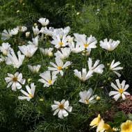Cosmos nain Pinwheel White