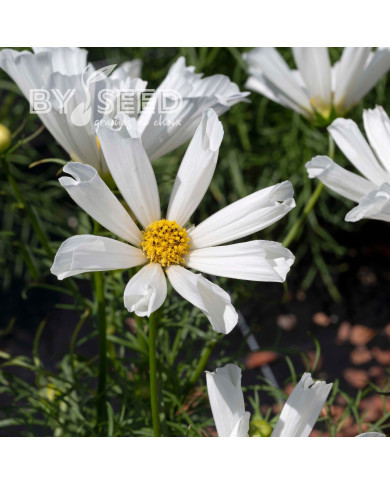 Cosmos nain Pinwheel White