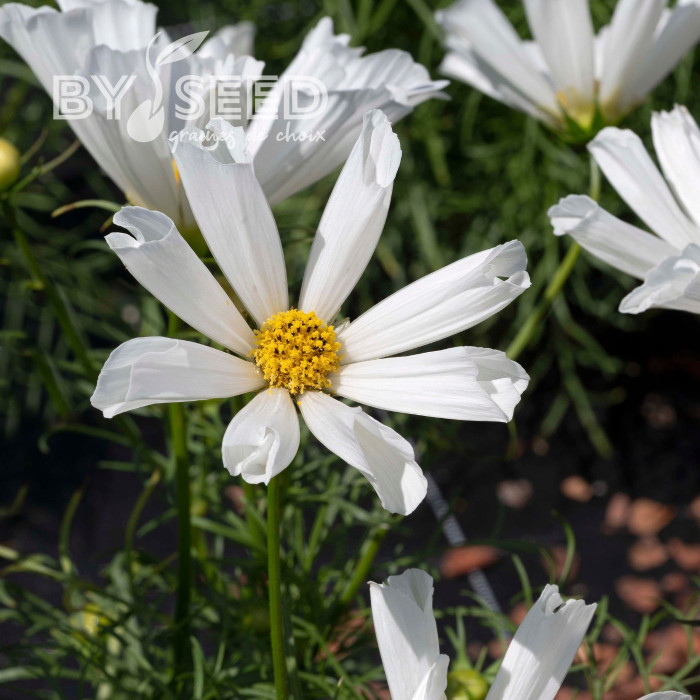 Cosmos nain Pinwheel White