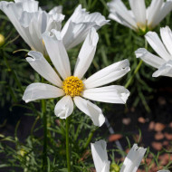 Cosmos nain Pinwheel White