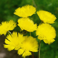 Centaurée moschata Suaveolens Jaune