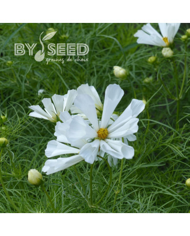 Cosmos nain Pinwheel White