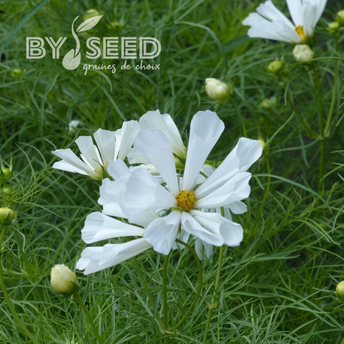 Cosmos nain Pinwheel White