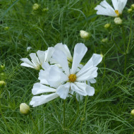 Cosmos nain Pinwheel White