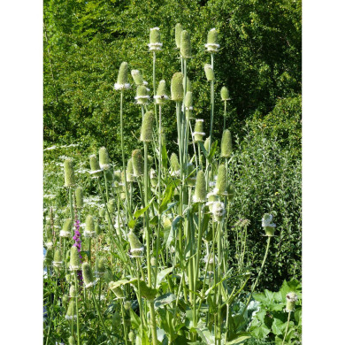 Cardère cultivée - Dipsacus sativus