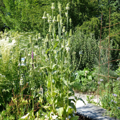 Cardère cultivée - Dipsacus sativus