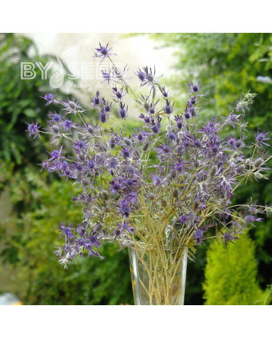 Eryngium leavenworthii Purple Sheen
