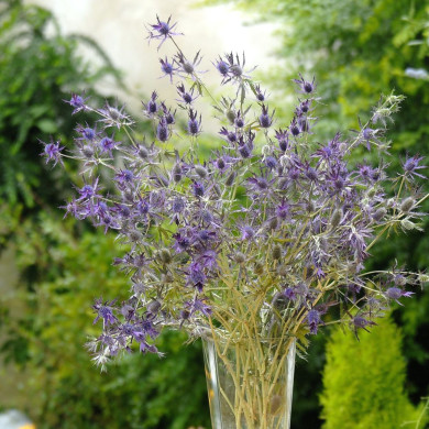 Eryngium leavenworthii Purple Sheen