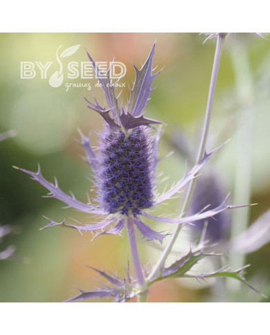 Eryngium leavenworthii Purple Sheen