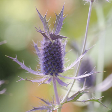 Eryngium leavenworthii Purple Sheen
