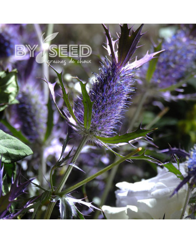 Eryngium leavenworthii Purple Sheen