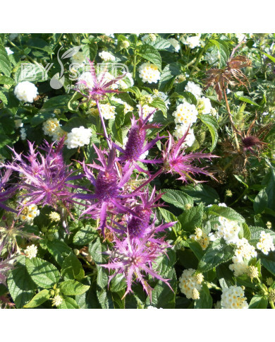 Eryngium leavenworthii Purple Sheen