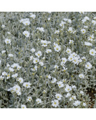 Centaurée moschata Suaveolens Jaune