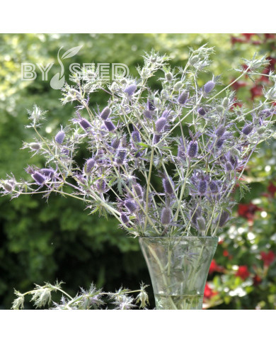 Eryngium leavenworthii Purple Sheen
