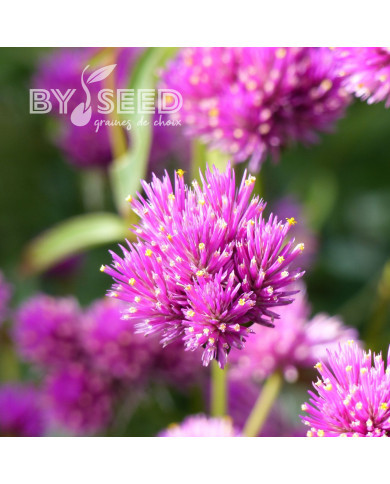 Gomphrena Fireworks