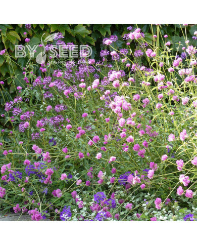 Gomphrena Fireworks