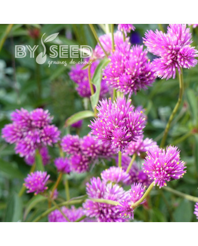 Gomphrena Fireworks