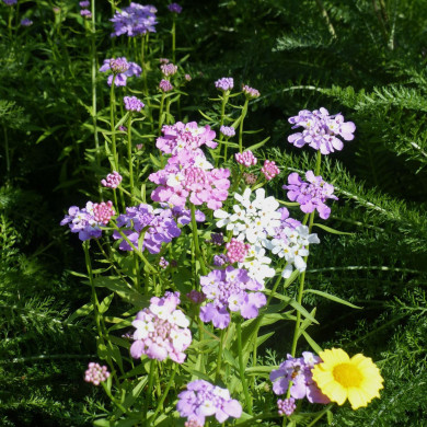 Thlaspi umbellata Hybrid Mix