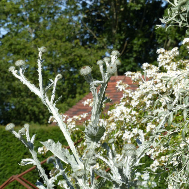 Onopordum acanthium 'Chardon-aux-Anes'