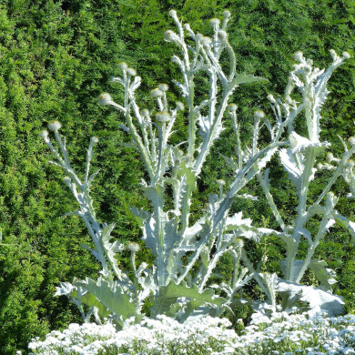 Onopordum acanthium 'Chardon-aux-Anes'