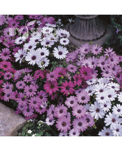 Osteospermum Passion Mix