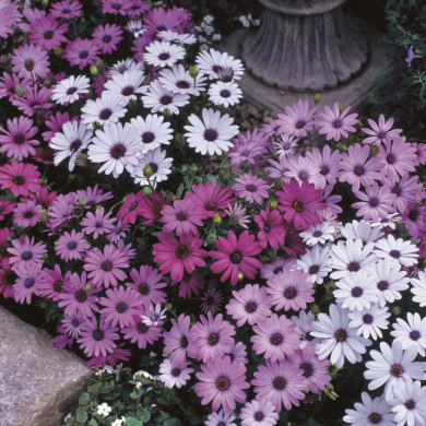 Osteospermum Passion Mix