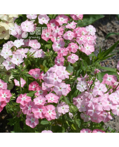 Phlox annuel Leopoldii