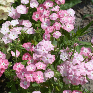 Phlox annuel Leopoldii