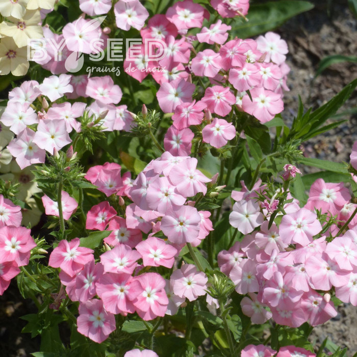 Phlox annuel Leopoldii