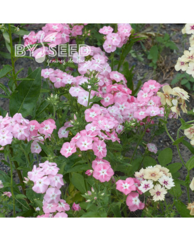 Phlox annuel Leopoldii