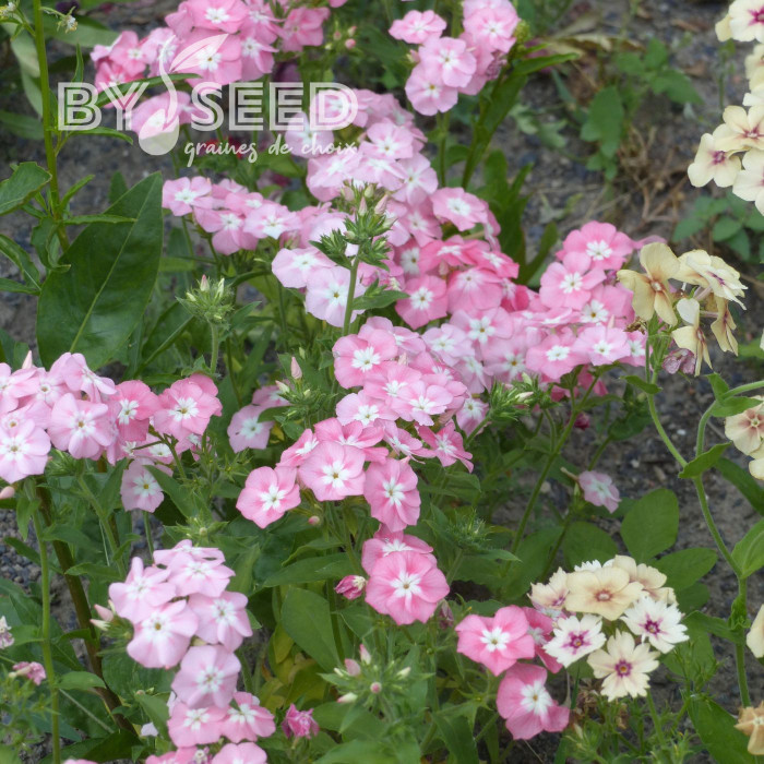 Phlox annuel Leopoldii
