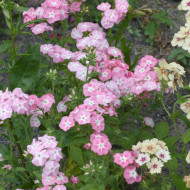 Phlox annuel Leopoldii