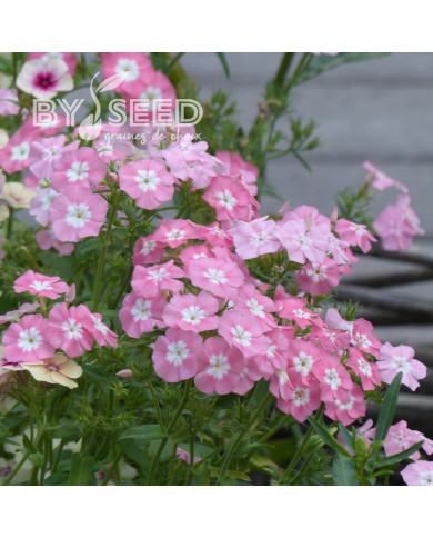 Phlox annuel Leopoldii