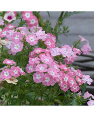 Pavot d'Islande Colibri Mix