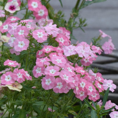 Phlox annuel Leopoldii