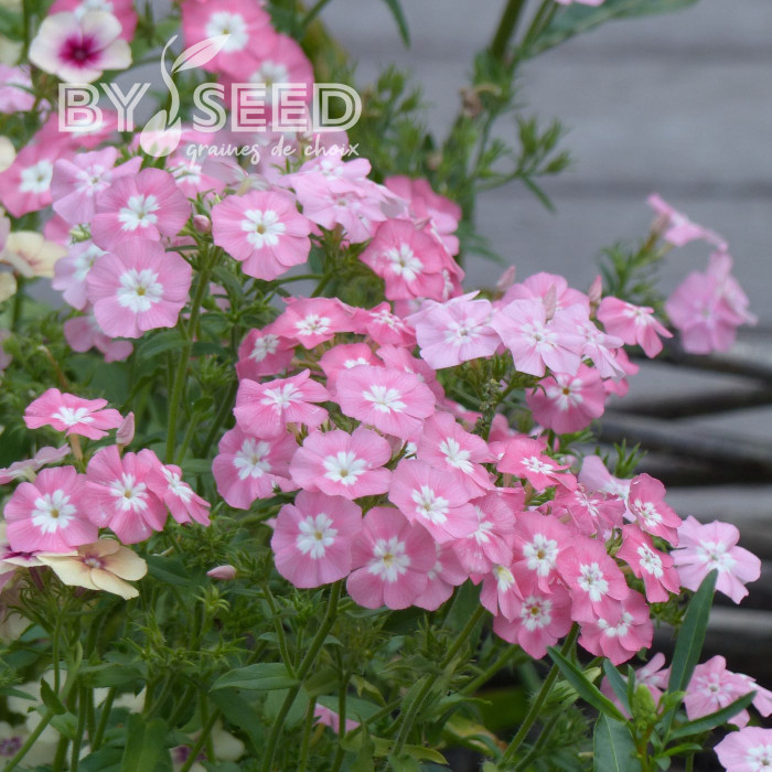 Phlox annuel Leopoldii