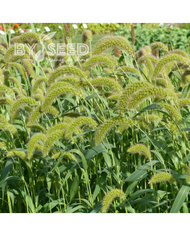 Setaria italica macrochaeta Green