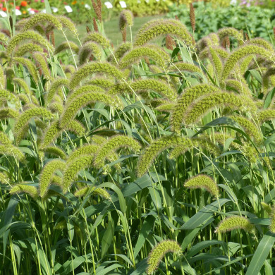 Setaria italica macrochaeta Green