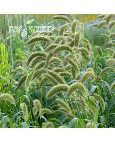 Setaria italica macrochaeta Green
