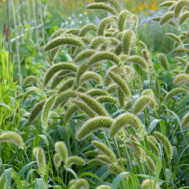 Setaria italica macrochaeta Green