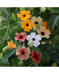 Tithonia ou Soleil du Mexique Yellow Torch