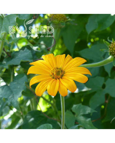 Tithonia ou Soleil du Mexique Yellow Torch