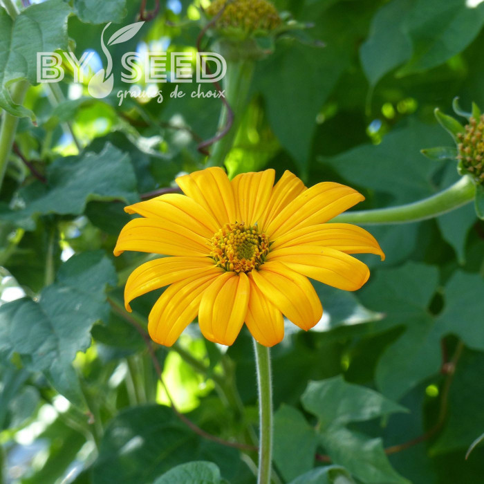 Tithonia ou Soleil du Mexique Yellow Torch