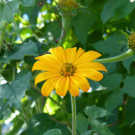Tithonia ou Soleil du Mexique Yellow Torch