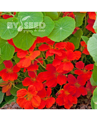 Capucine naine Whirlybird Orange