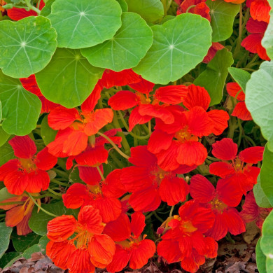 Capucine naine Whirlybird Orange
