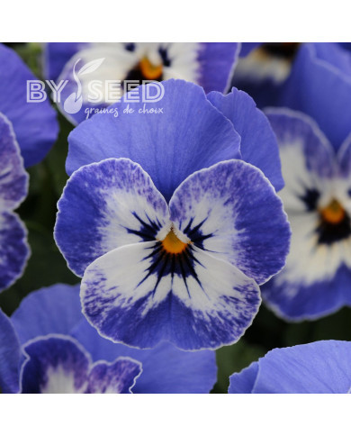 Viola cornuta Sorbet XP Delft Blue